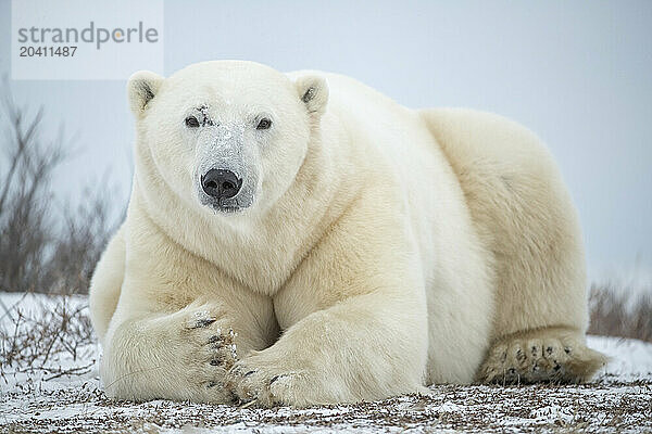 Polar bears in the snow  Churchill Manitoba