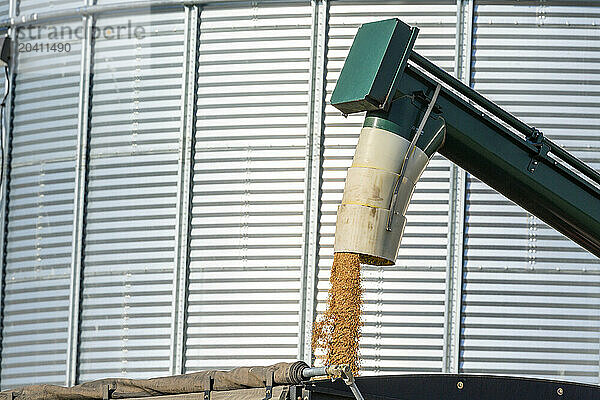 Close up of a grain auger filling a truck with a large metal grain bin in the background