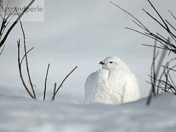 A willlow ptarmigan  Lagopus lagopus  huddles in a snow bank close to willow shrubs which provide the birds food and cover in all seasons.