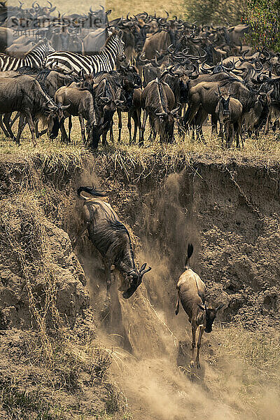 Two blue wildebeest jump off sandy cliff