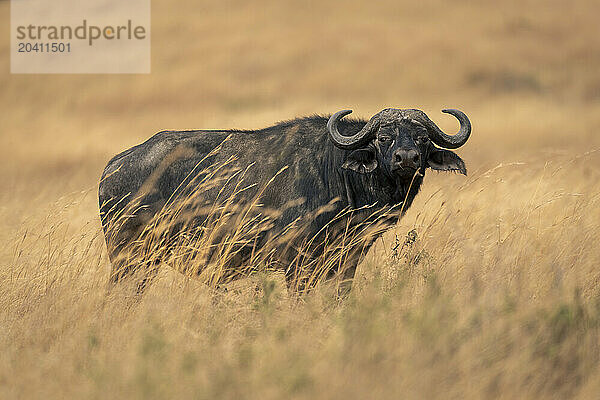 Cape buffalo standing in grass watching camera