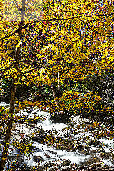 Fall Foliage in the Great Smoky Mountains National Park