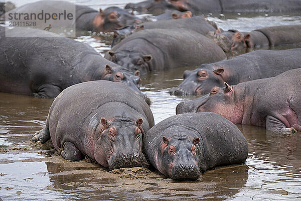 Pod of hippopotamuses lie in shallow river