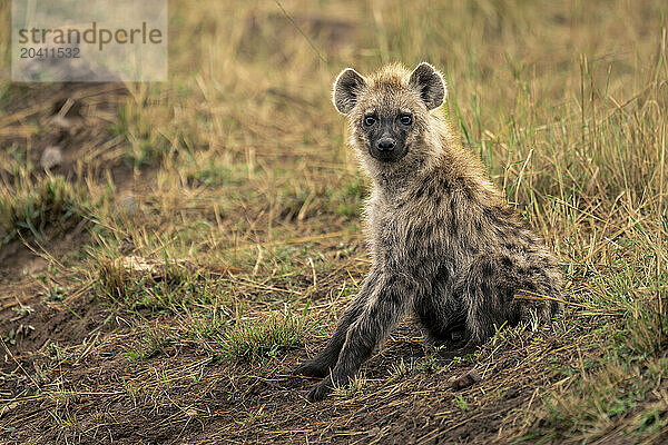 Spotted hyena sits on bank watching camera