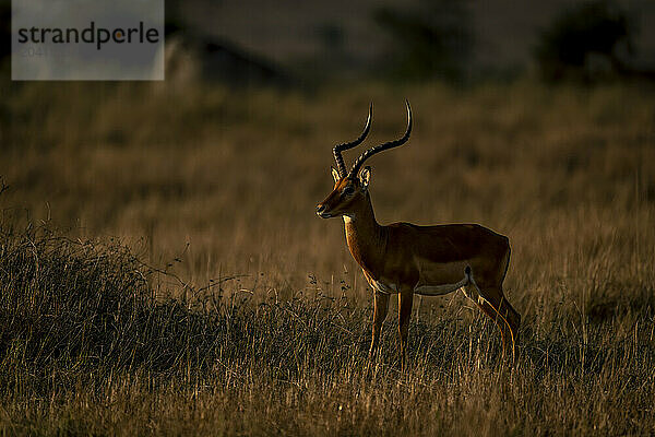 Male common impala stands in long grass