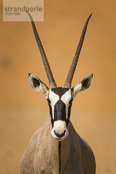 Oryx or Gemsbok  Kalahari National Park  South Africa.