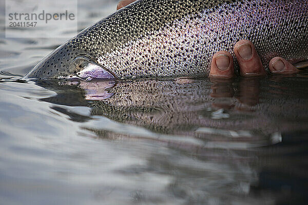 A native rainbow trout  Oncorhynchus mykiss  caught by a flyfisher in Alaska's famous Kenai River  is released back into the river.