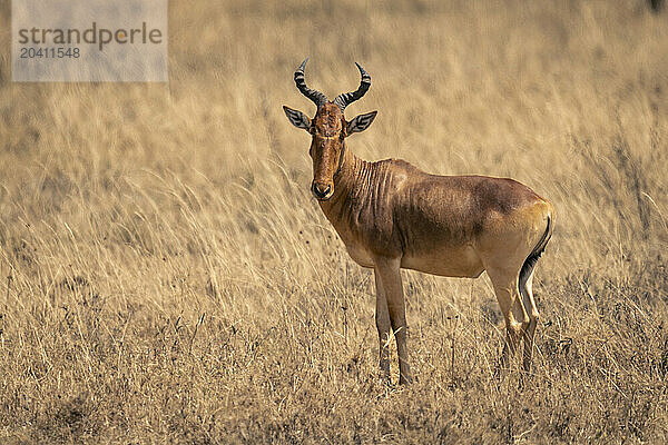 Coke hartebeest stands on grassland turning head