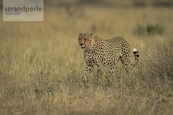 Cheetah walks across savannah in tall grass