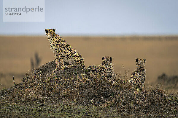 Cheetah sitting with two others on mound