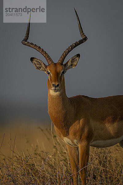 Close-up of male common impala watching lens