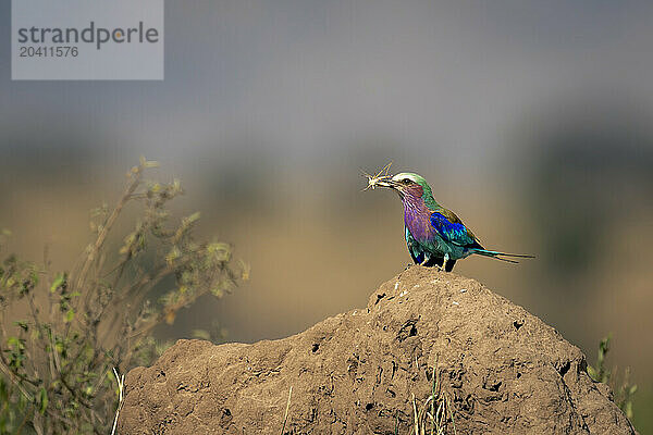 Lilac-breasted roller on termite mound holds insect