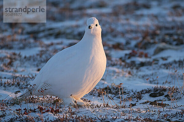 Ptarmigan in the snow  Churchill  Manitoba