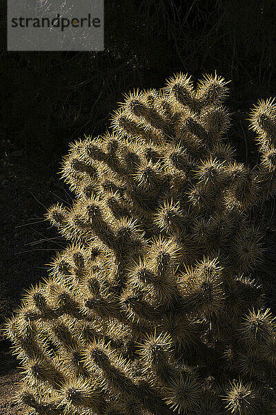 Backlit choola cactus