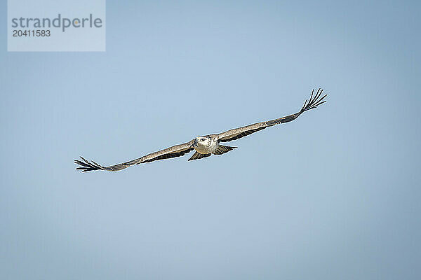 Juvenile martial eagle gliding through blue sky