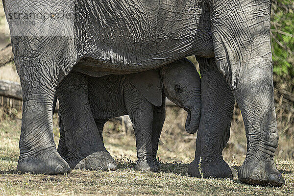 African bush elephant calf stands under mother