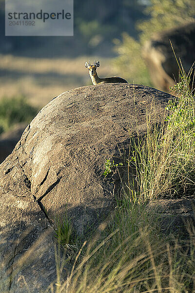 Klipspringer lies on kopje staring at camera