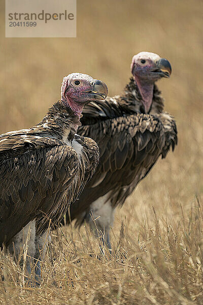 Close-up of two lappet-faced vultures on savannah