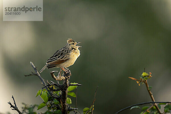 Flappet lark on leafy bush opens beak