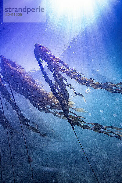 Scuba Diving Vancouver Isalnd - Sooke Bay