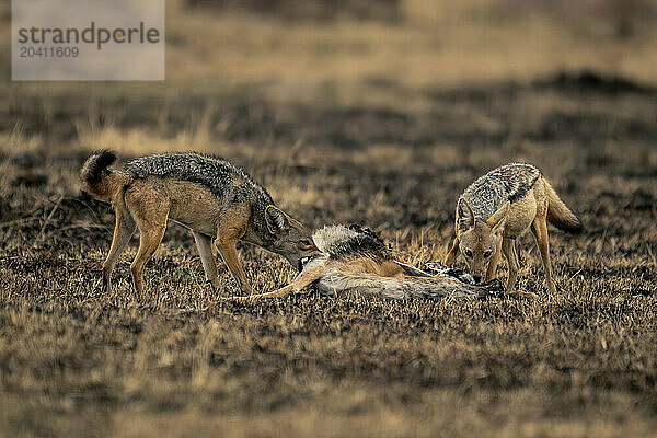 Two black-backed jackals stand nibbling gazelle carcase