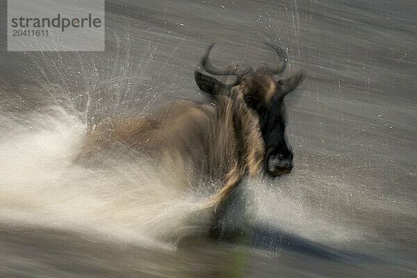 Slow pan of blue wildebeest crossing stream