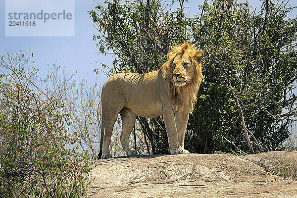 Male lion stands on rock near bushes