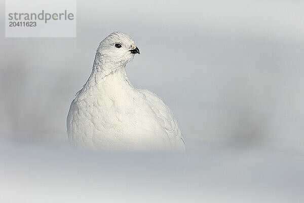 A willow ptarmigan in full-white winter plumage watches for danger on a bright February day.