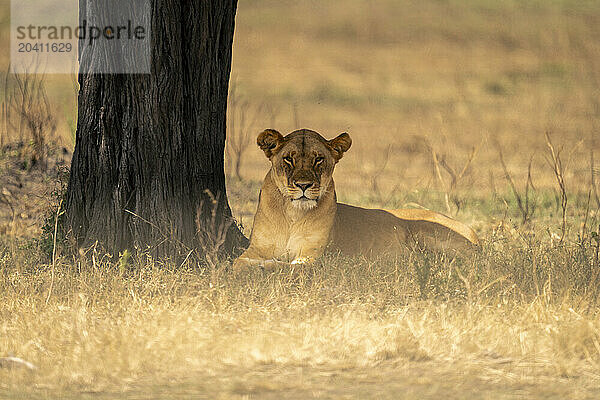 Lioness lies watching camera by tree trunk