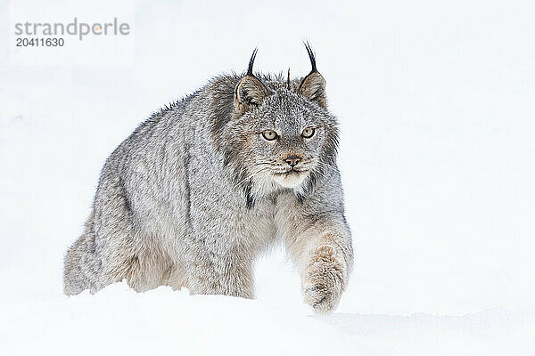 Canadian Lynx in the snow along the roadways of the Yukon.