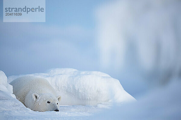 Polar bears in the snow  Churchill Manitoba