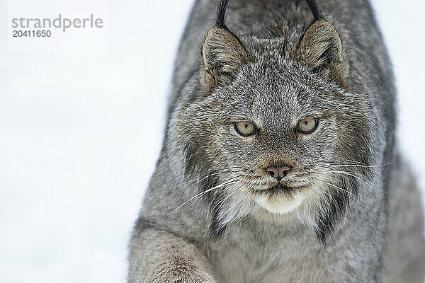 Canadian Lynx in the snow along the roadways of the Yukon.