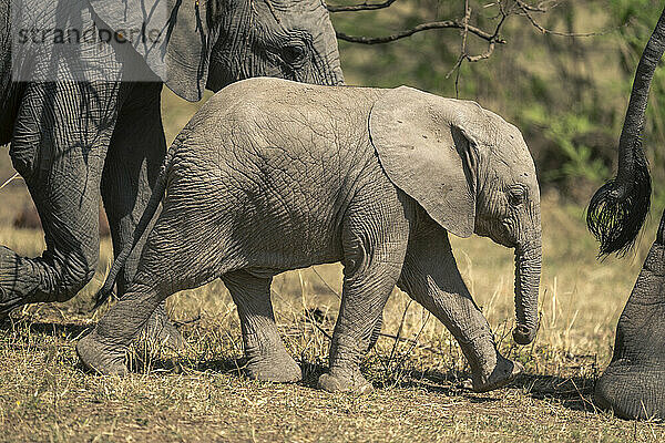 African elephant walks with herd past tree