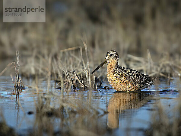 A short-billed dowitcher pauses in an estuary in Southcentral Alaska's Susitna Flats in May. Dowitchers and many other shorebird species use the flats as a stopover - or as a nesting destination - during the spring migration.