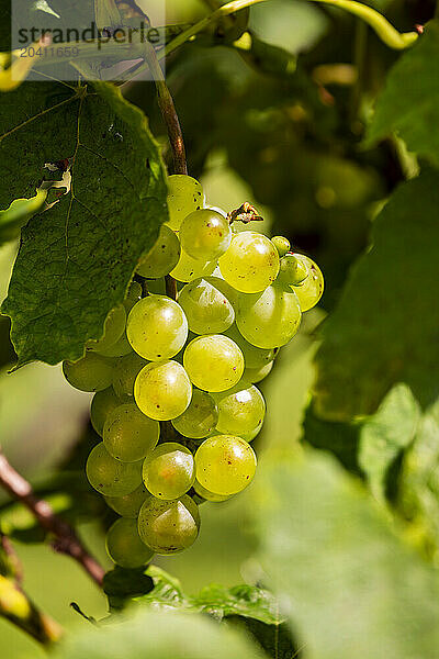 Close up of a bunch of white grapes on the vine