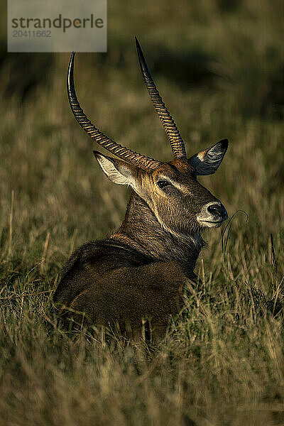 Male defassa waterbuck lies looking over shoulder