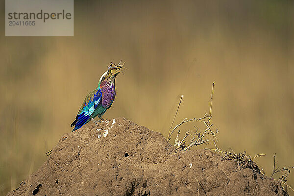 Lilac-breasted roller on termite mound tosses insect