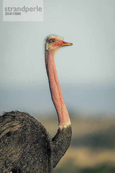 Close-up of male common ostrich in profile