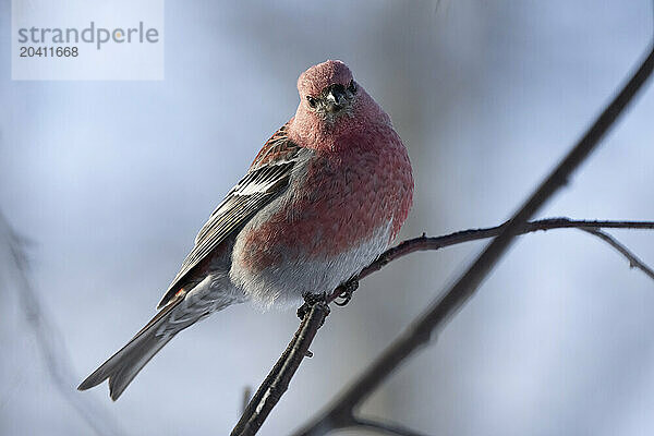 Pine grosbeak (male)
(Pinicola enucleator)