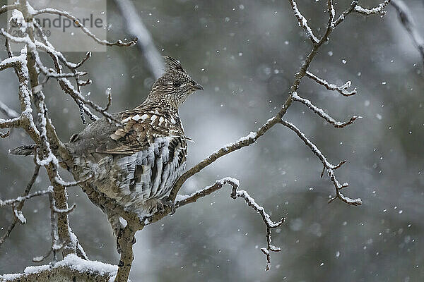 The spruce grouse (Canachites canadensis)  also known as Canada grouse  spruce hen or fool hen [2][3] is a medium-sized grouse closely associated with the coniferous boreal forests or taiga of North America. This is a female.