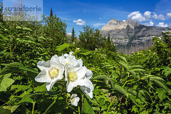 Close up of a group of white blossoming bunch berry with mountain and blue sky and clouds in the background