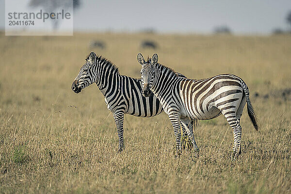 Two plains zebra stand in sunlit savannah