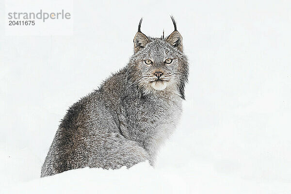 Canadian Lynx in the snow along the roadways of the Yukon.