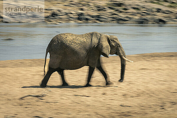 Slow pan of African elephant crossing beach