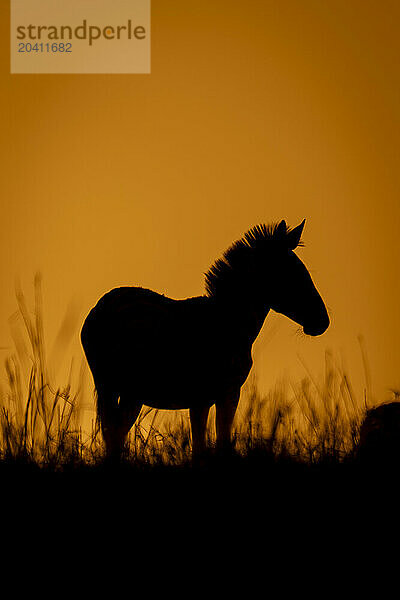 Plains zebra standing on horizon at dawn