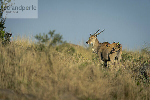 Male common eland standing in rocky savannah