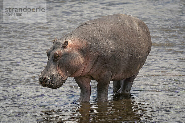 Common hippopotamus standing in shallows in sunshine