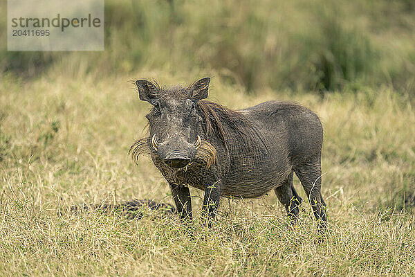 Common warthog stands in grassland watching camera