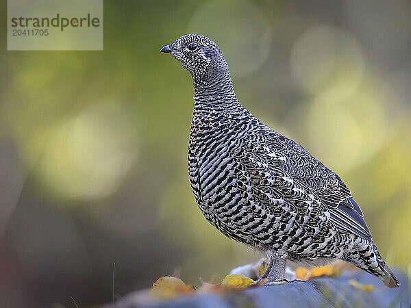 A spruce grouse hen pauses on a concrete parking barrier placed at a trailhead on the Kenai National Wildlife Refuge near Skilak Lake in early October.