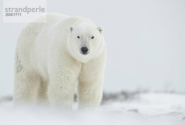 Polar bears in the snow  Churchill Manitoba